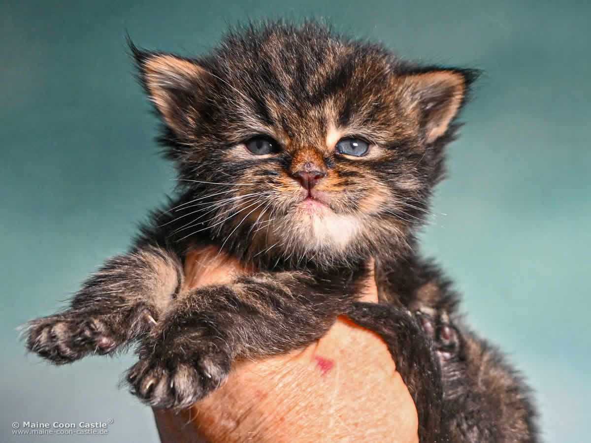 Maine Coon Kitten F4 Finn 3 Wochen alt Maine Coon Kitten F4 Finn 3 Wochen alt