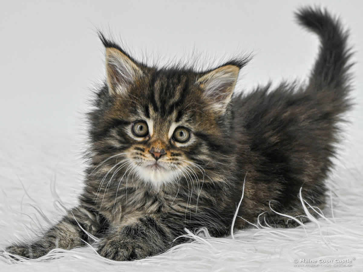 F4 Finn of Maine Coon Castle F4 Finn of Maine Coon Castle