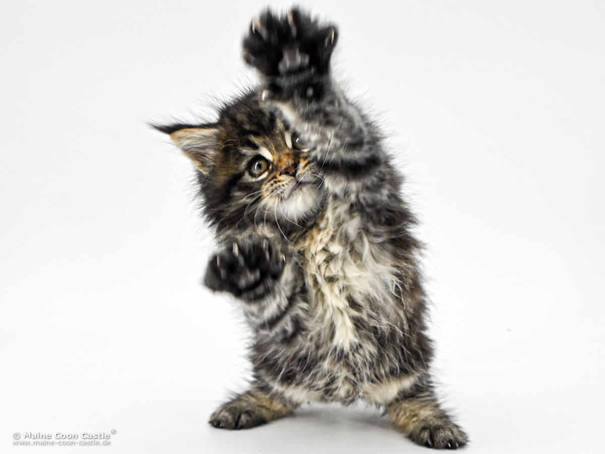 Maine Coon Kitten F4 Finn 8 Wochen alt Maine Coon Kitten F4 Finn 8 Wochen alt