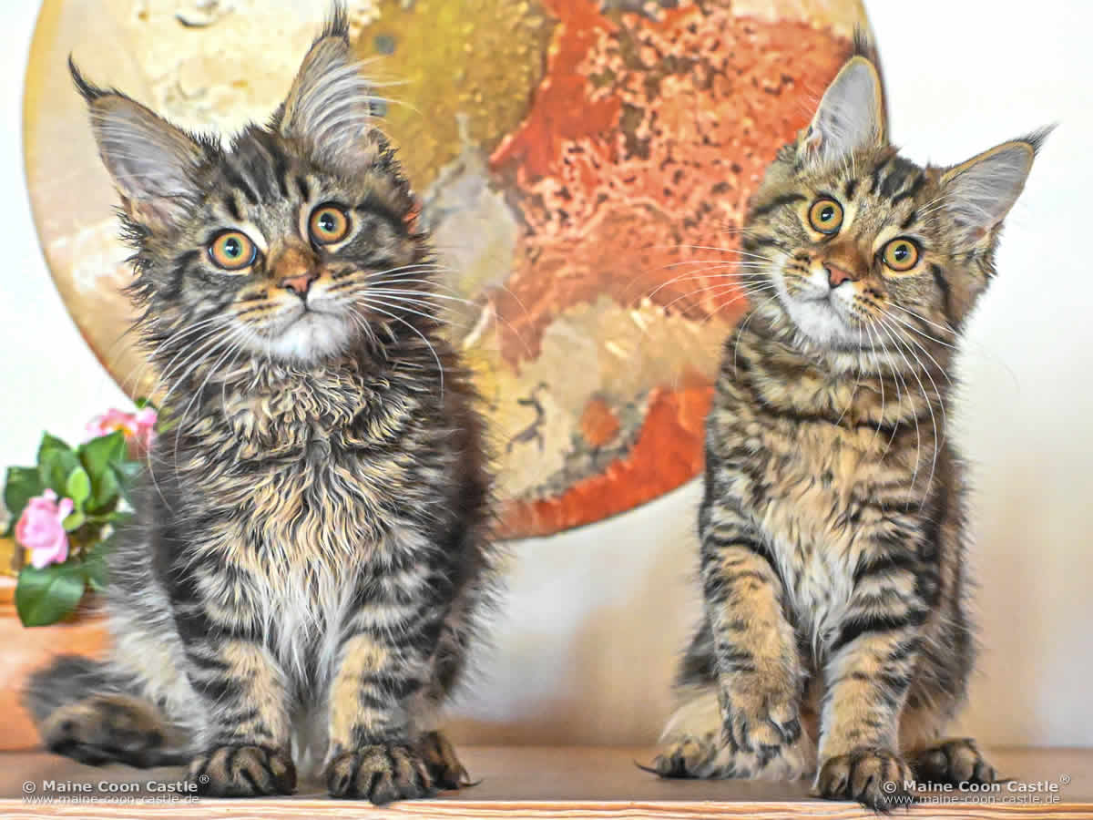 F4 Finn und F4 Freya 16 Wochen alt Katzenbabys F4 Finn und F4 Freya 16 Wochen alt