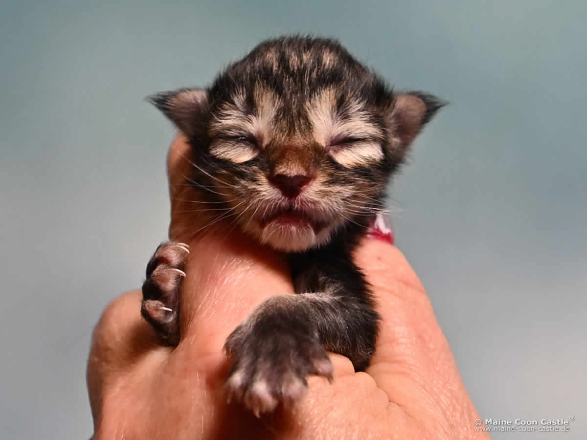 Maine Coon Kitten F4 Fiona 1 Tag alt