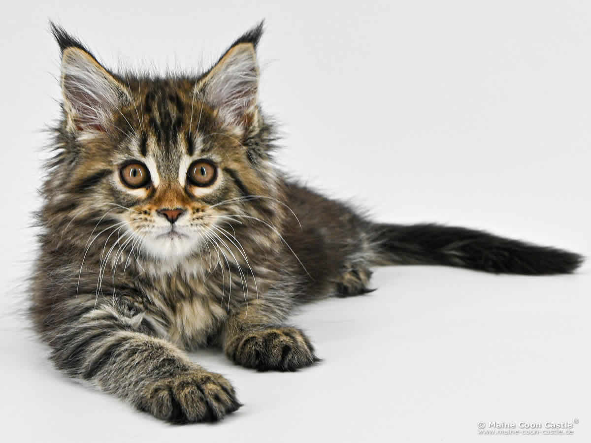 F4 Fiona of Maine Coon Castle F4 Fiona of Maine Coon Castle