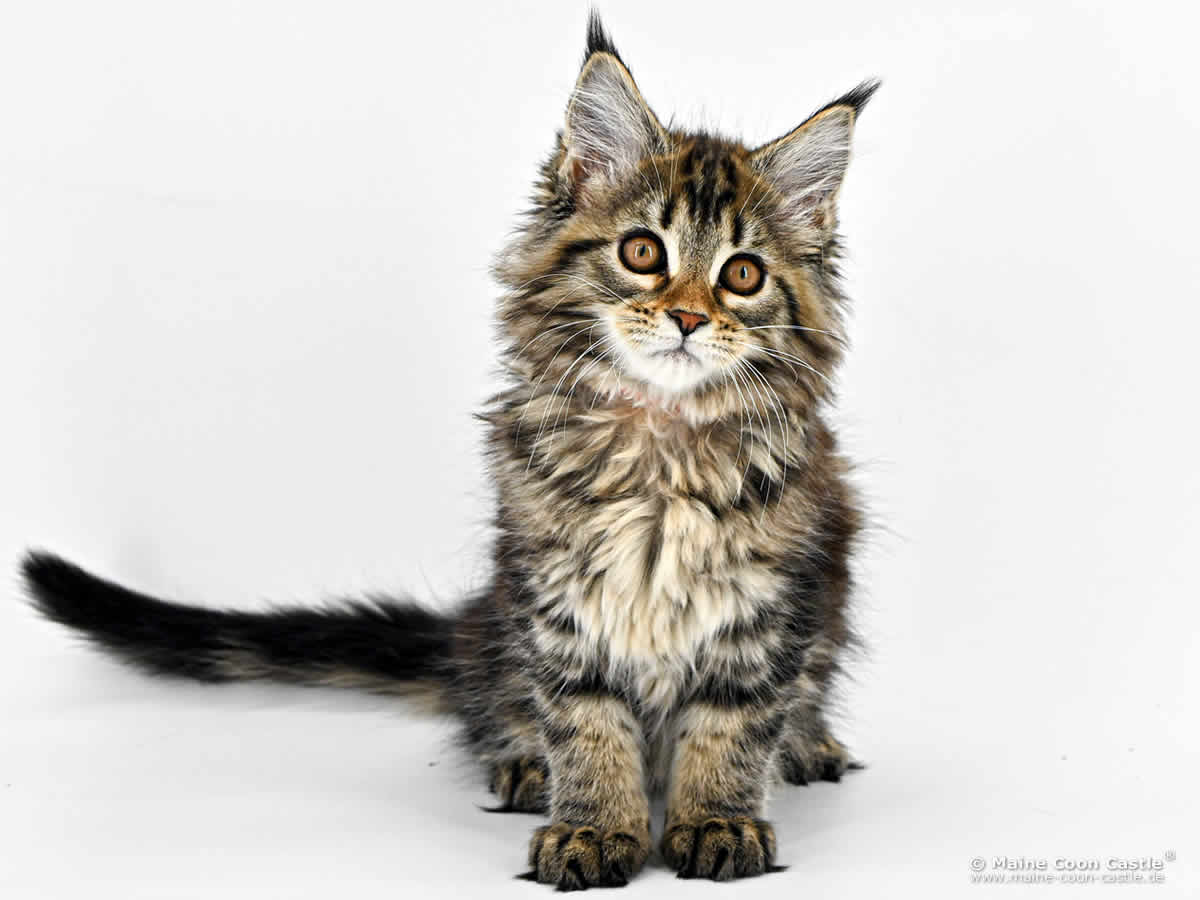 F4 Fiona 12 Wochen alt, 1590 g Maine Coon Kitten F4 Fiona 12 Wochen alt