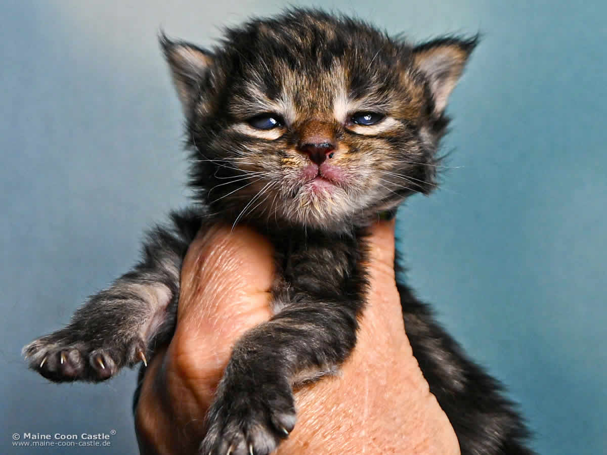Maine Coon Kitten F4 Fiona 2 Wochen alt Maine Coon Kitten F4 Fiona 2 Wochen alt