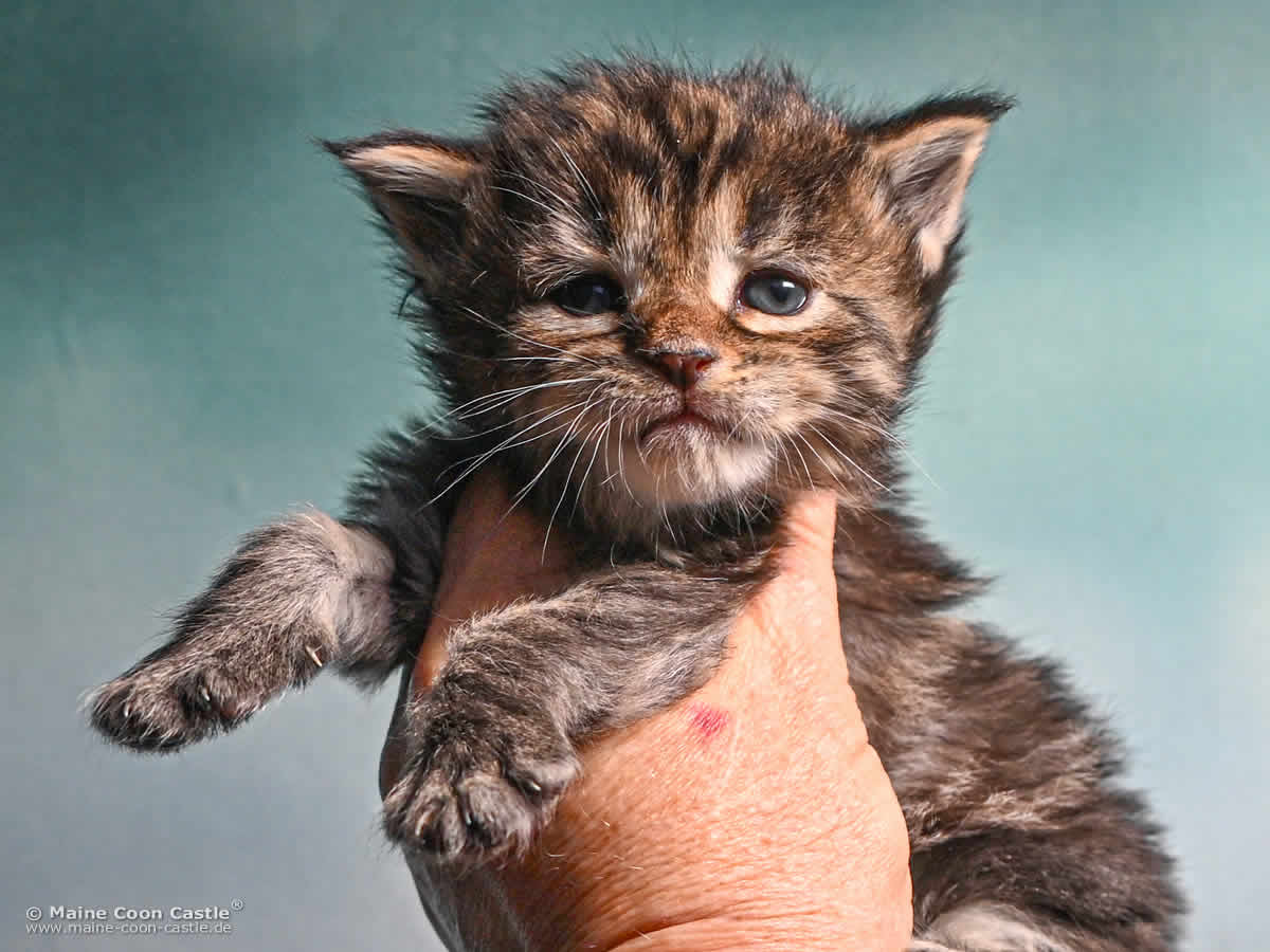 Maine Coon Kitten F4 Fiona 3 Wochen alt Maine Coon Kitten F4 Fiona 3 Wochen alt