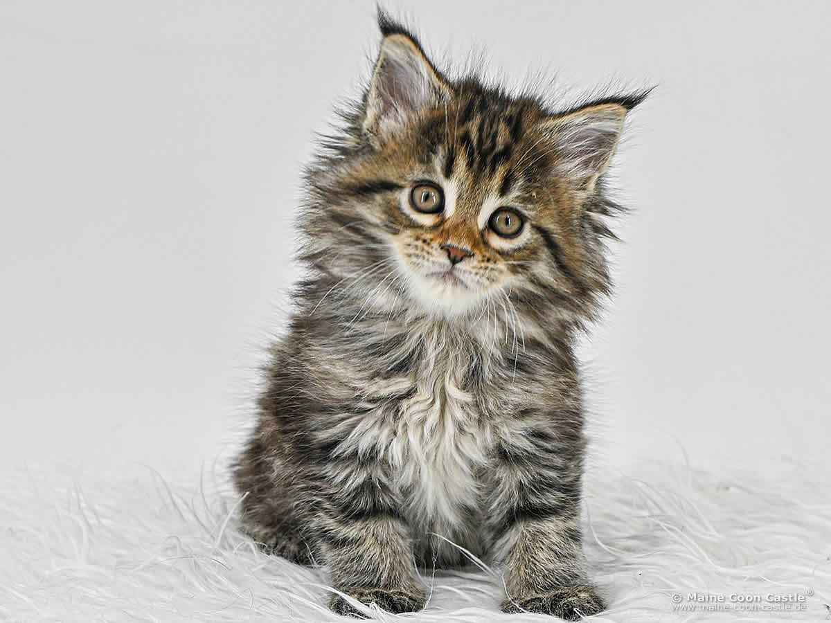 F4 Fiona of Maine Coon Castle F4 Fiona of Maine Coon Castle