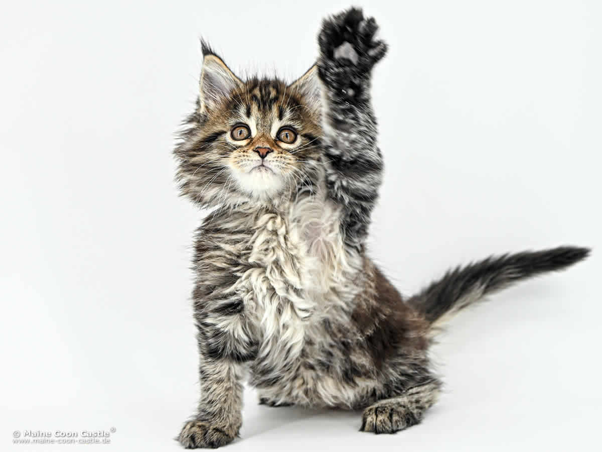 Maine Coon Kitten F4 Fiona 8 Wochen alt