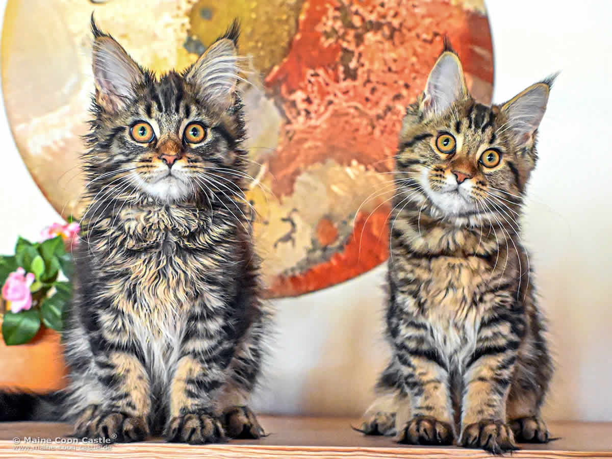 F4 Finn und F4 Freya 16 Wochen alt Babykatzen F4 Finn und F4 Freya 16 Wochen alt