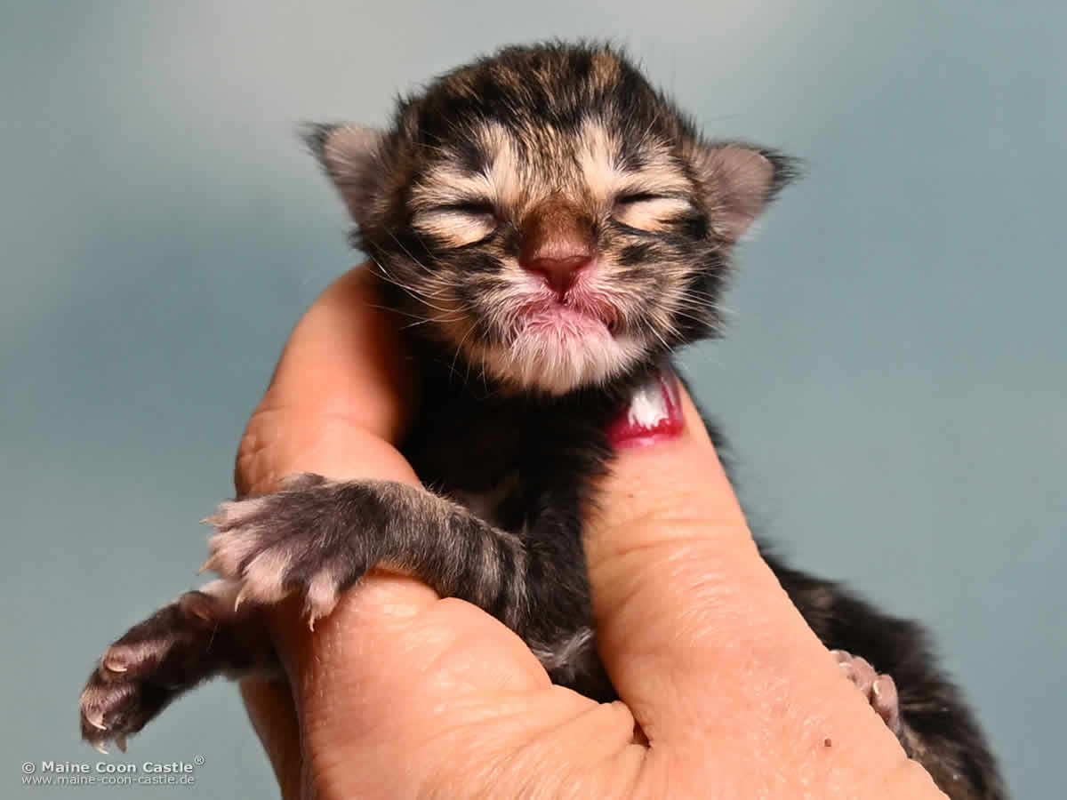 Maine Coon Kitten F4 Freya 1 Tag alt