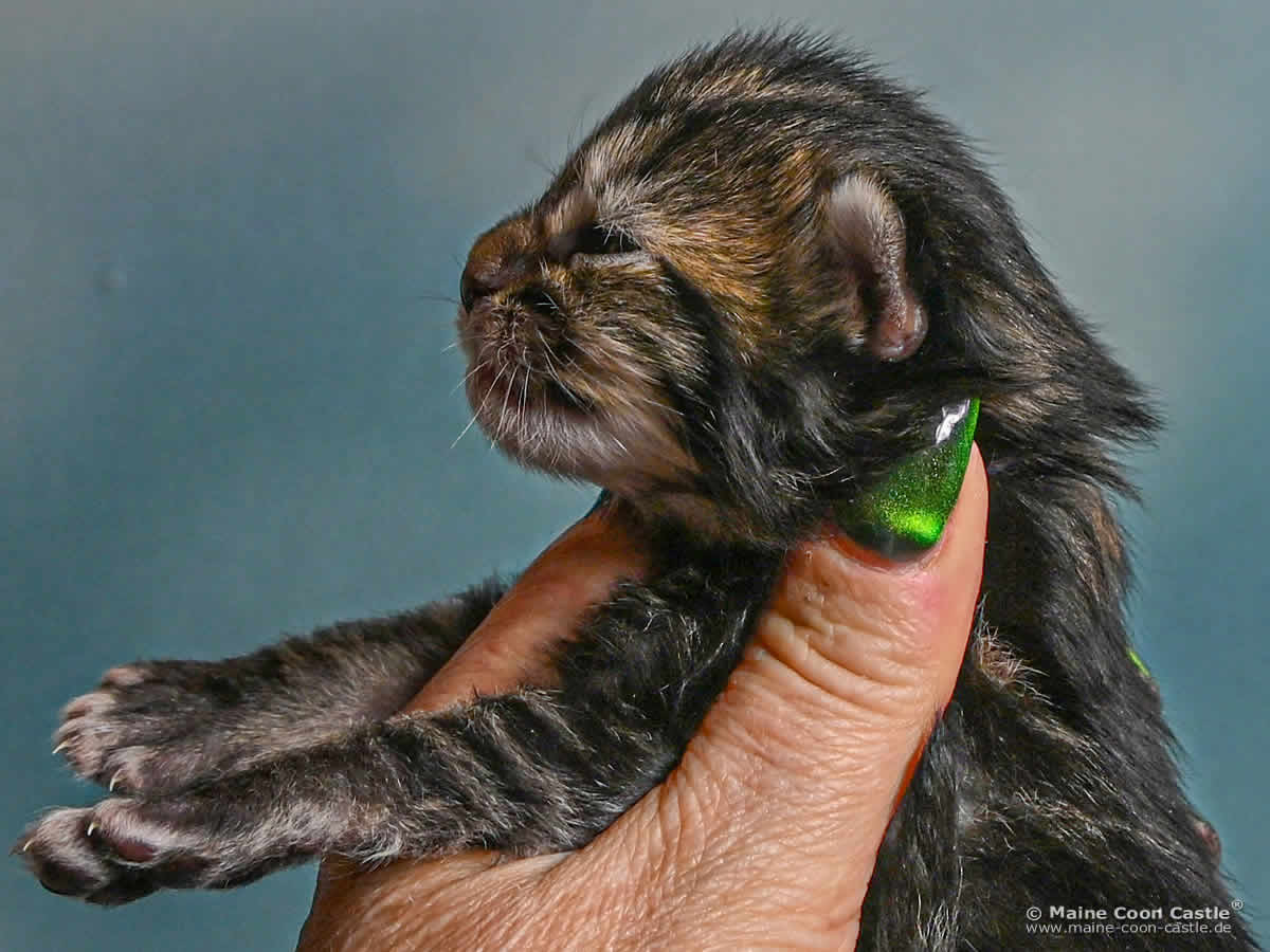 F4 Freya 1 Woche alt Maine Coon Kitten F4 Freya 1 Woche alt