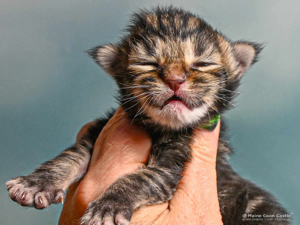 F4 Freya 1 Woche alt, 200 g Maine Coon Kitten F4 Freya 1 Woche alt