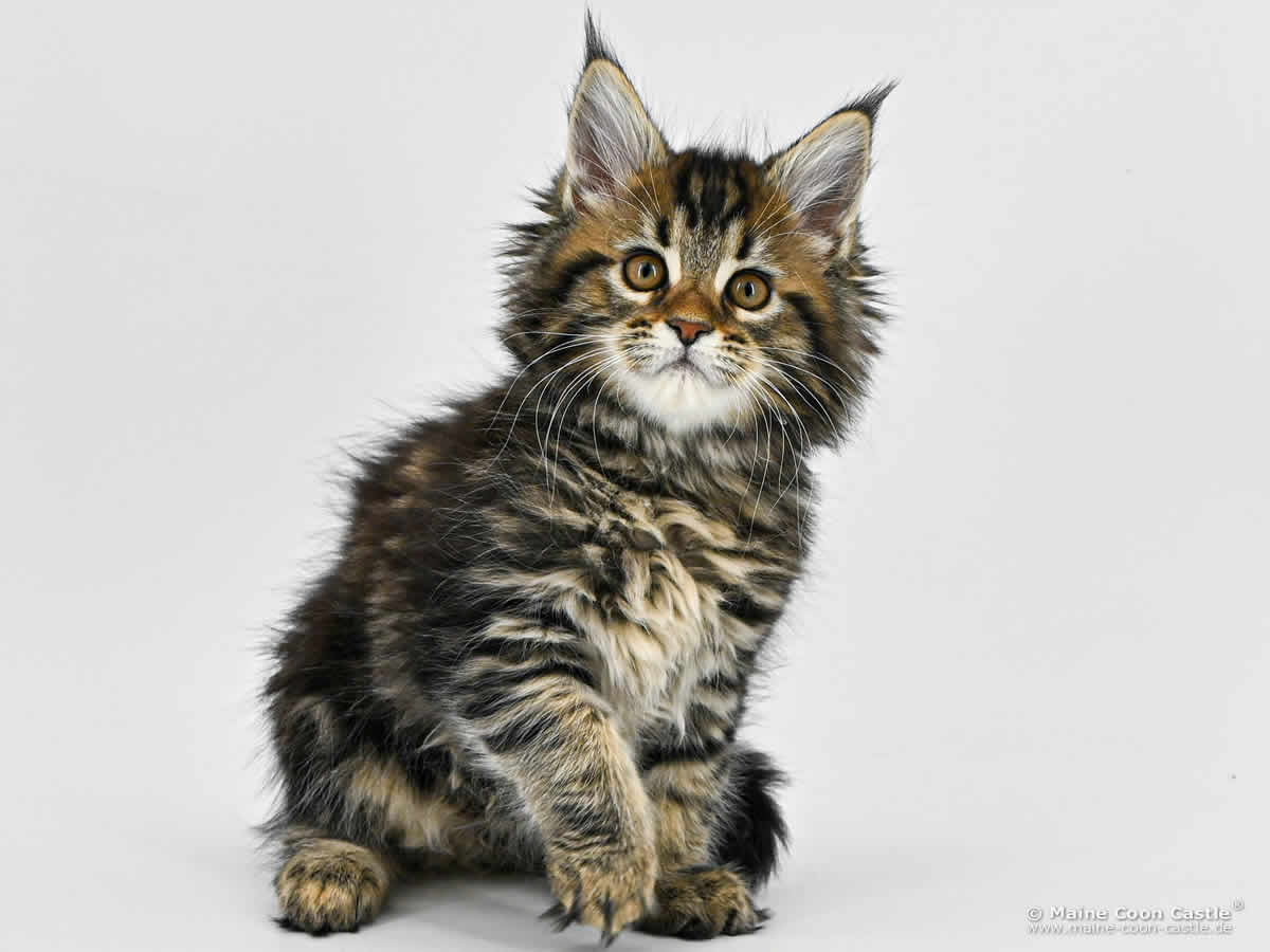 F4 Freya of Maine Coon Castle F4 Freya of Maine Coon Castle