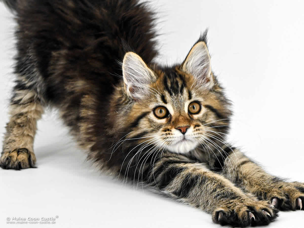 Maine Coon Kitten F4 Freya 12 Wochen alt Maine Coon Kitten F4 Freya 12 Wochen alt
