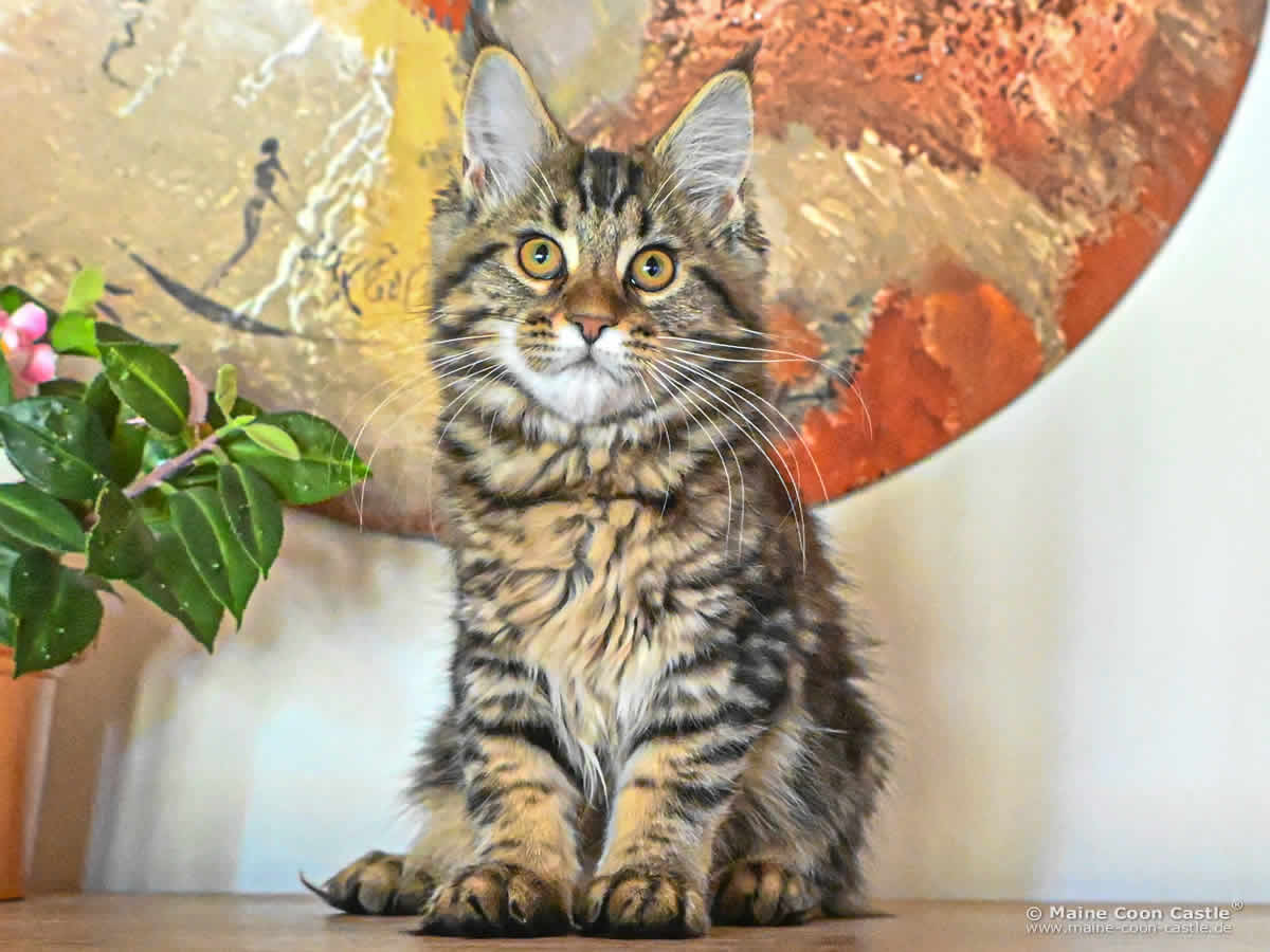 F4 Freya of Maine Coon Castle F4 Freya of Maine Coon Castle