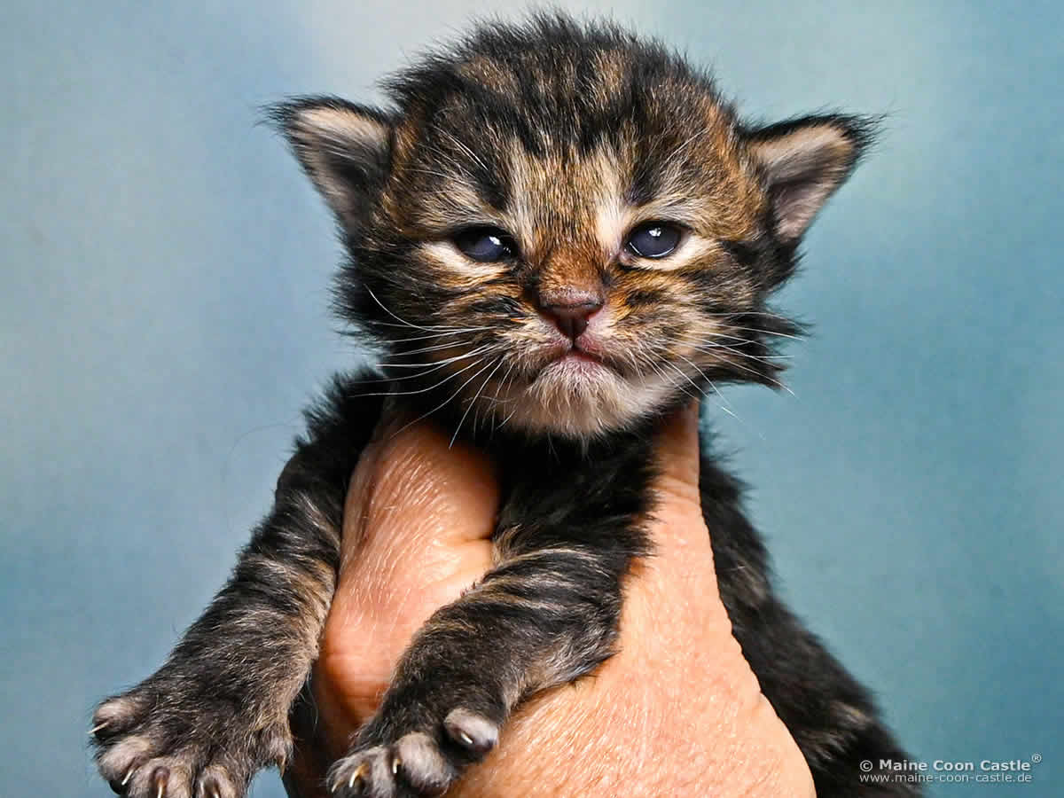 Maine Coon Kitten F4 Freya 2 Wochen alt Maine Coon Kitten F4 Freya 2 Wochen alt