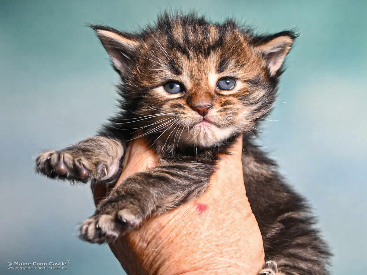 Maine Coon Kitten F4 Freya 3 Wochen alt Maine Coon Kitten F4 Freya 3 Wochen alt