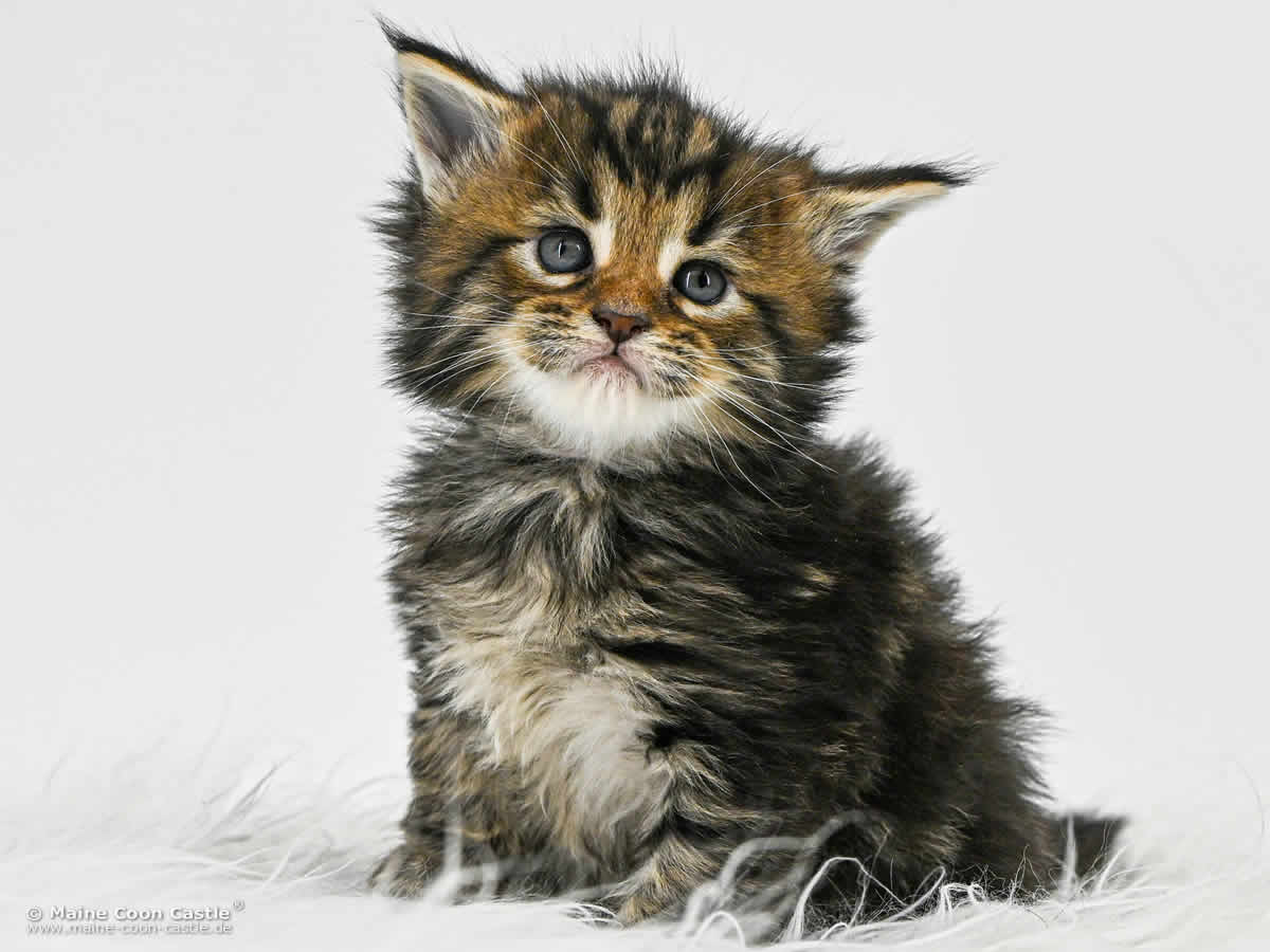 F4 Freya 4 Wochen alt, 486 g Maine Coon Kitten F4 Freya 4 Wochen alt