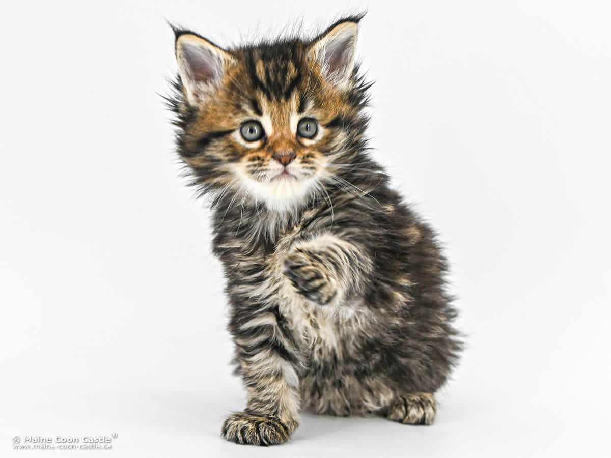 F4 Freya 5 Wochen alt, 579 g Maine Coon Kitten F4 Freya 5 Wochen alt