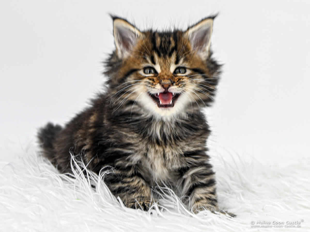 F4 Freya 6 Wochen alt, 700 g Maine Coon Kitten F4 Freya 6 Wochen alt