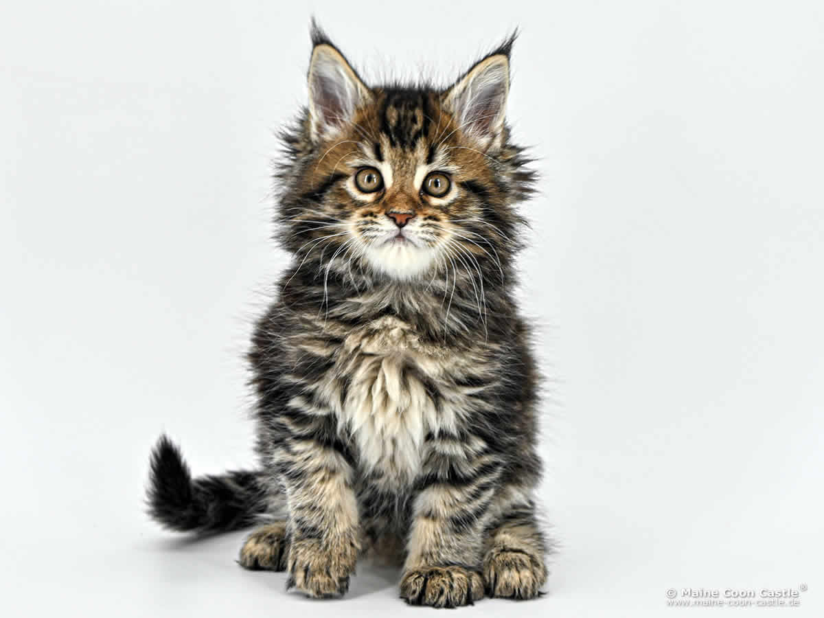 Maine Coon Kitten F4 Freya 8 Wochen alt Maine Coon Kitten F4 Freya 8 Wochen alt