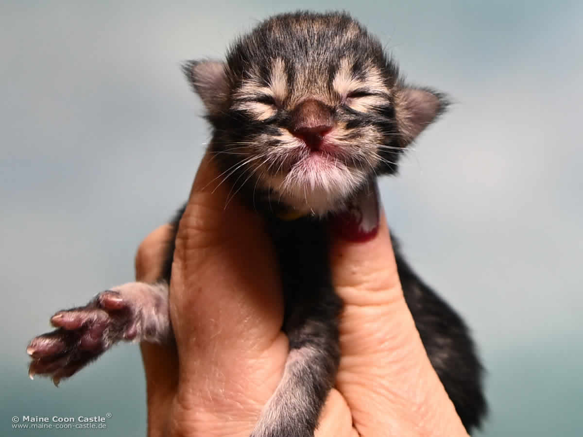 Maine Coon Kitten F4 Fridolin 1 Tag alt