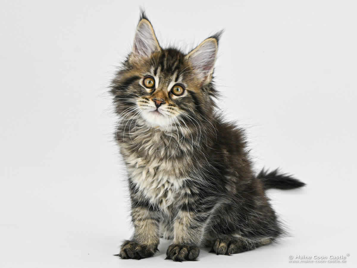 F4 Fridolin of Maine Coon Castle F4 Fridolin of Maine Coon Castle