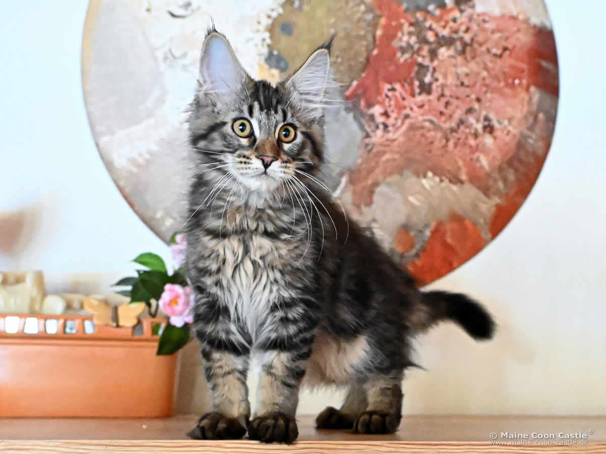 Maine Coon Kitten F4 Fridolin 14 Wochen alt