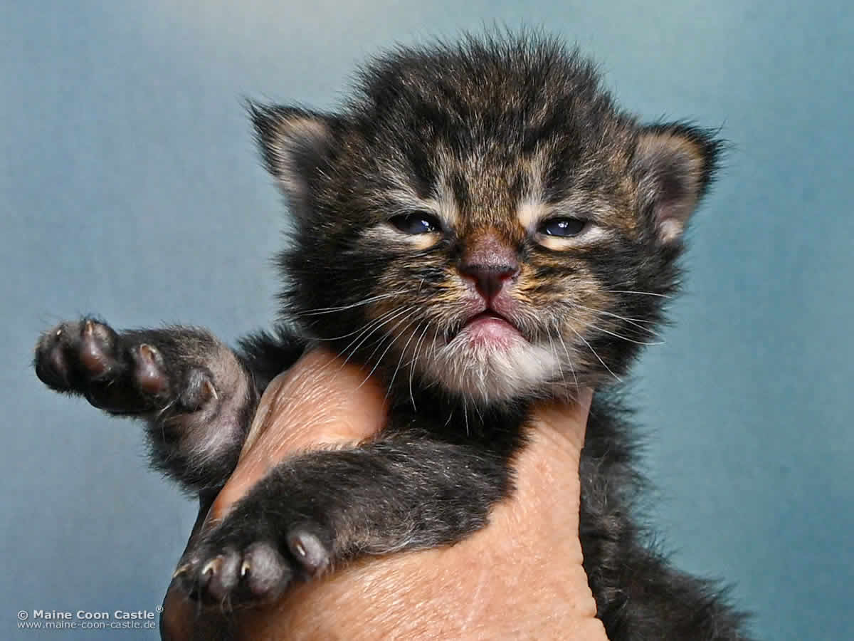 Maine Coon Kitten F4 Fridolin 2 Wochen alt Maine Coon Kitten F4 Fridolin 2 Wochen alt