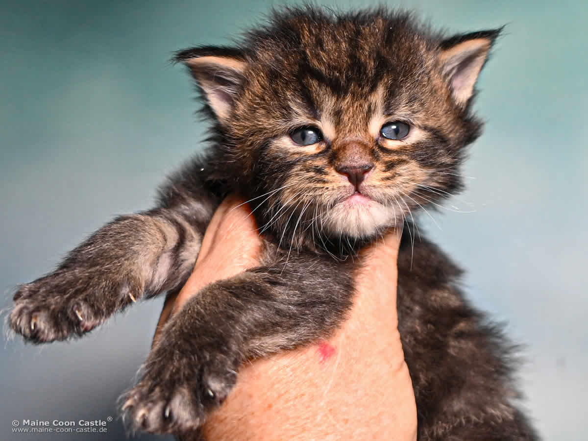 F4 Fridolin of Maine Coon Castle F4 Fridolin of Maine Coon Castle