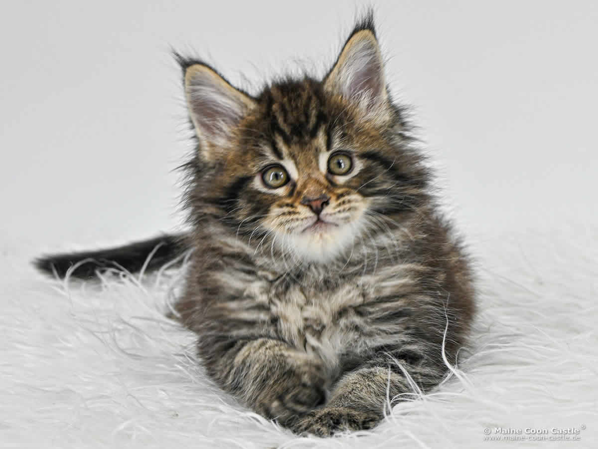F4 Fridolin of Maine Coon Castle F4 Fridolin of Maine Coon Castle