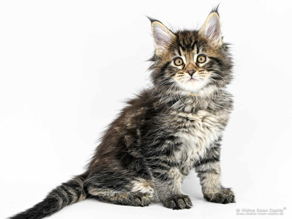 Maine Coon Kitten F4 Fridolin 8 Wochen alt Maine Coon Kitten F4 Fridolin 8 Wochen alt