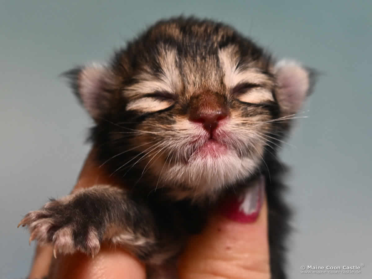 Maine Coon Kitten F4 Frieda, 1 Tag alt