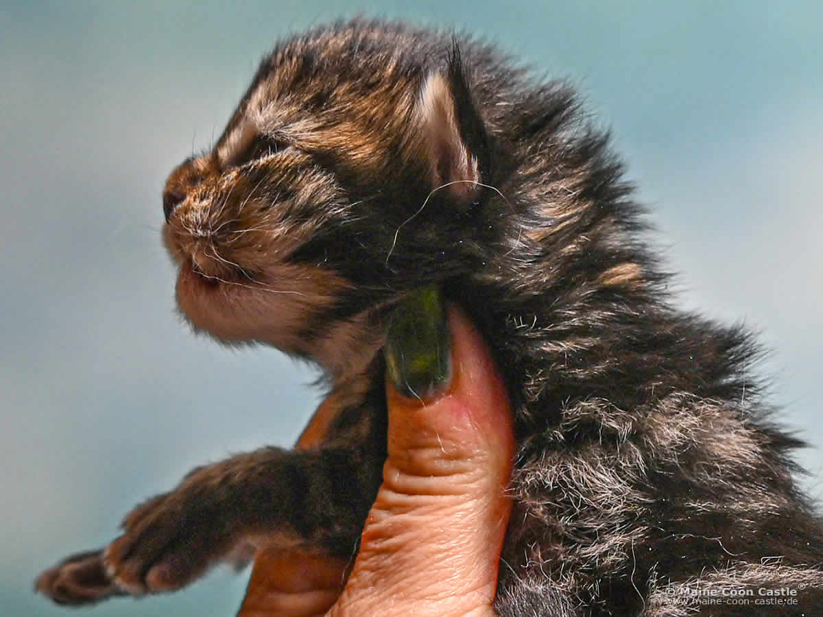 F4 Frieda 1 Woche alt Maine Coon Kitten F4 Frieda 1 Woche alt