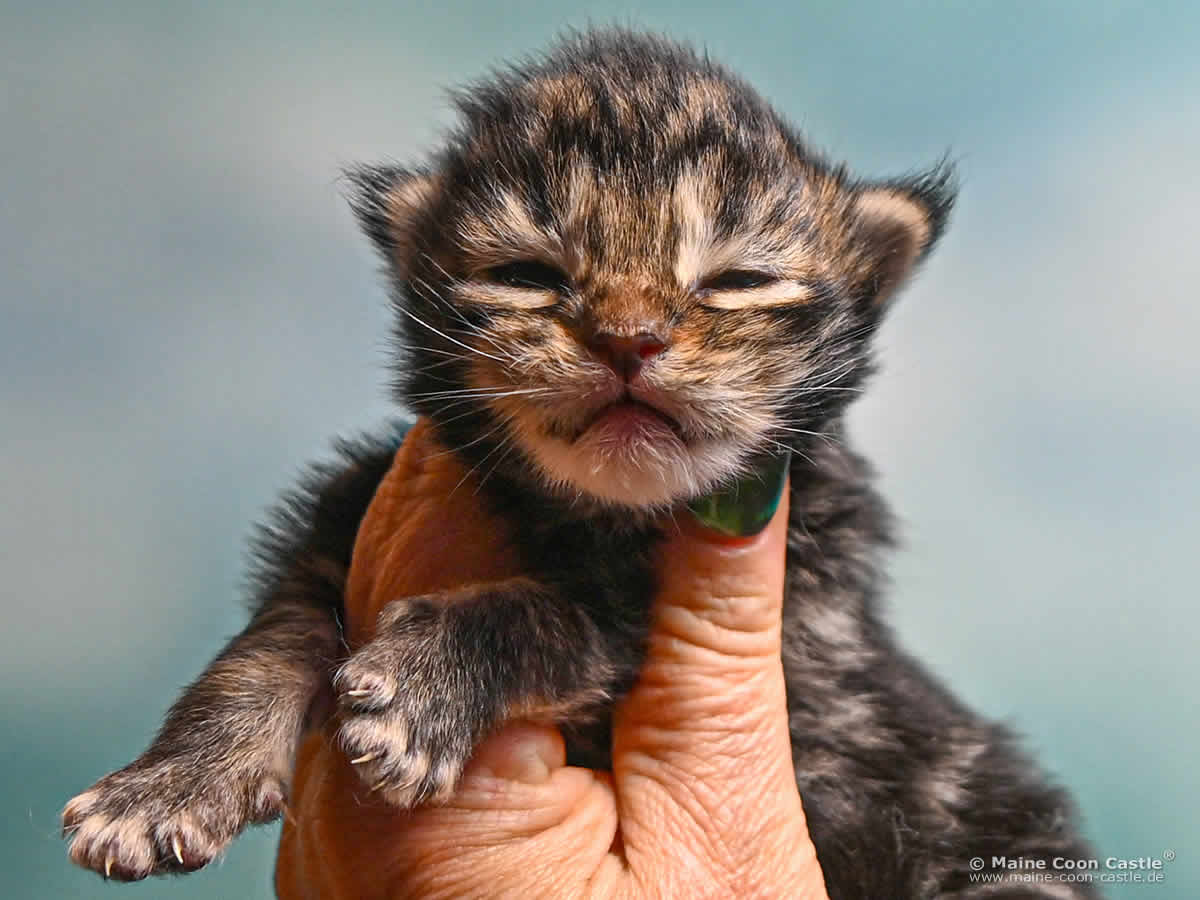F4 Frieda 1 Woche alt, 202 g Maine Coon Kitten F4 Frieda 1 Woche alt
