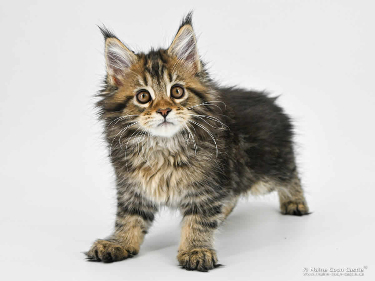 F4 Frieda of Maine Coon Castle F4 Frieda of Maine Coon Castle