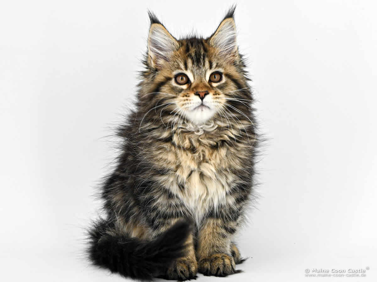 Maine Coon Kitten F4 Frieda 12 Wochen alt Maine Coon Kitten F4 Frieda 12 Wochen alt