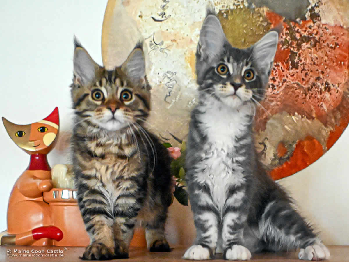 F4 Frieda of Maine Coon Castle F4 Frieda of Maine Coon Castle