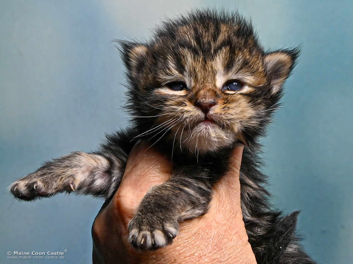 F4 Frieda of Maine Coon Castle F4 Frieda of Maine Coon Castle