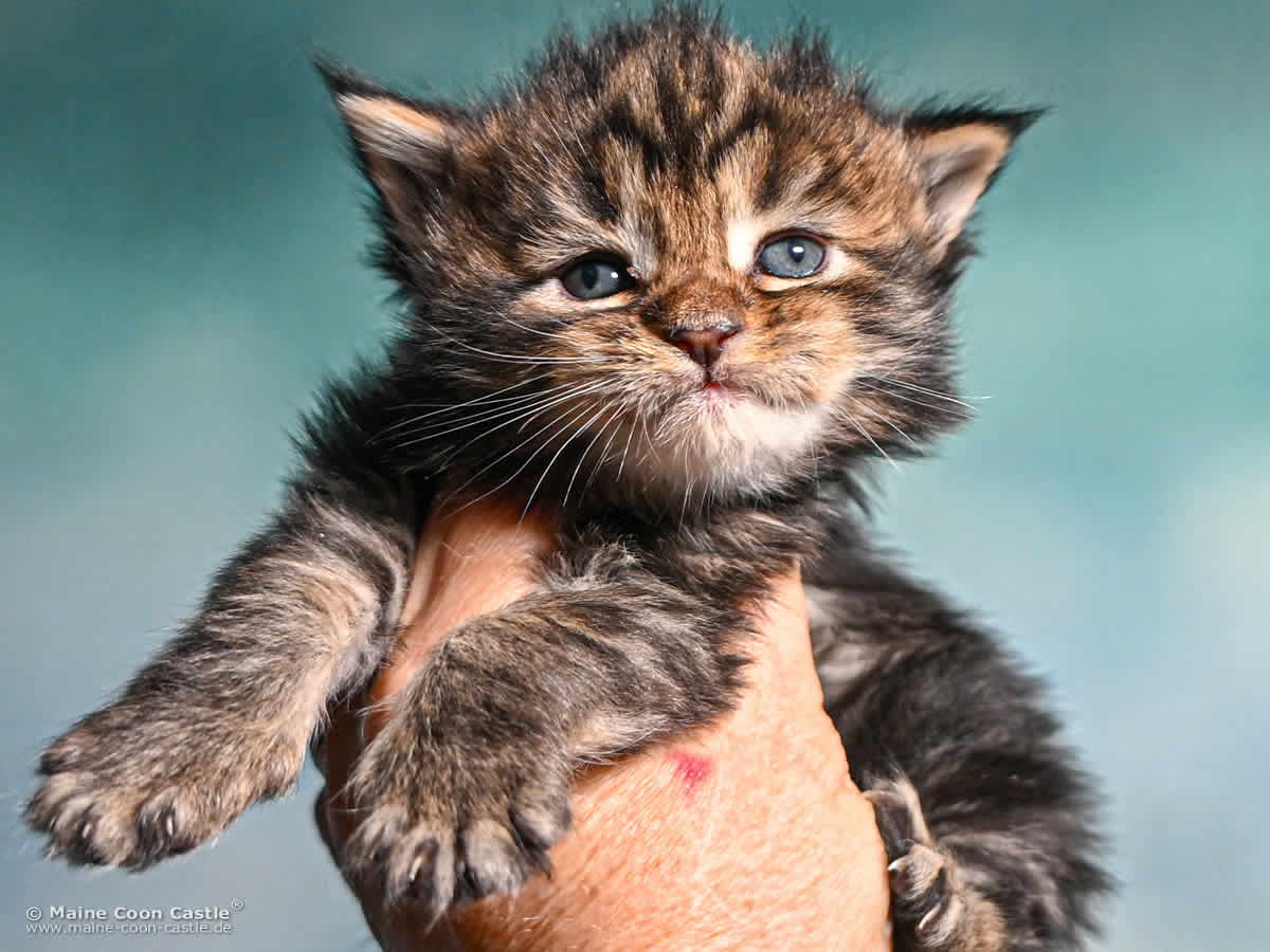 F4 Frieda of Maine Coon Castle F4 Frieda of Maine Coon Castle