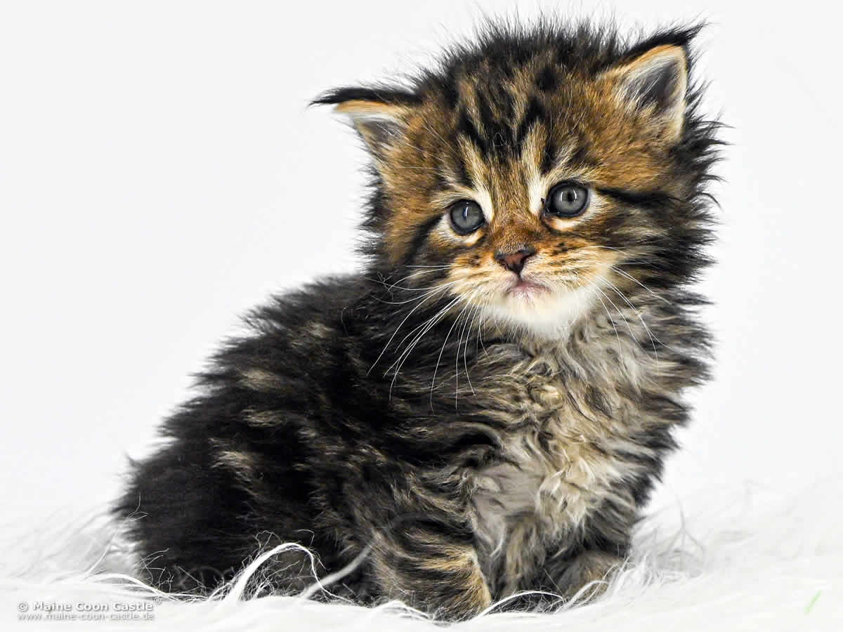 F4 Frieda 4 Wochen alt, 517 g Maine Coon Kitten F4 Frieda 4 Wochen alt