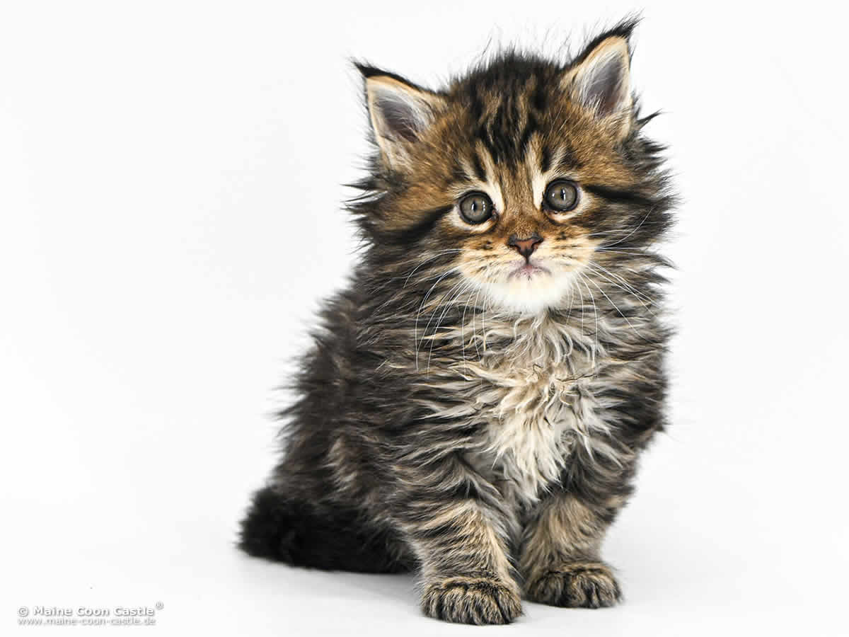 F4 Frieda 5 Wochen alt, 612 g Maine Coon Kitten F4 Frieda 5 Wochen alt