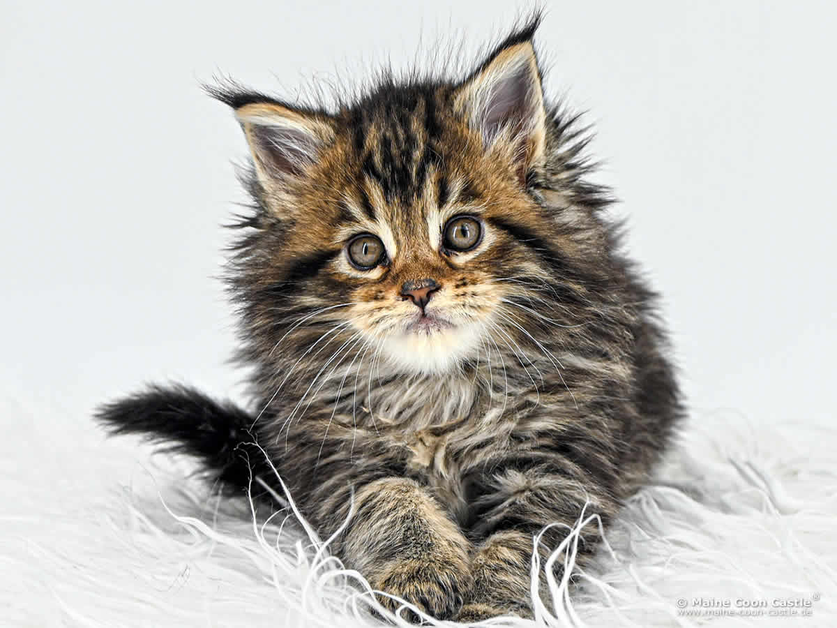 F4 Frieda 6 Wochen alt, 755 g Maine Coon Kitten F4 Frieda 6 Wochen alt