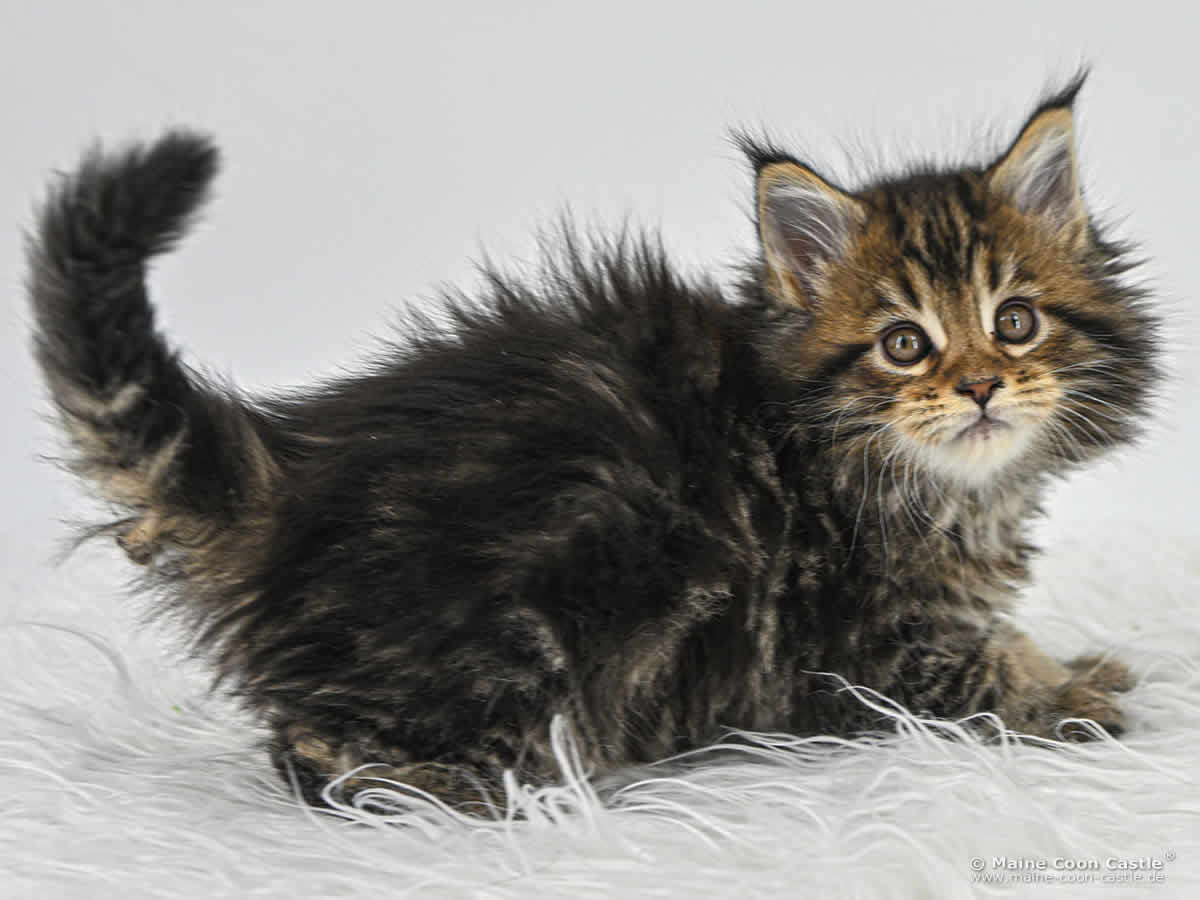 F4 Frieda of Maine Coon Castle F4 Frieda of Maine Coon Castle