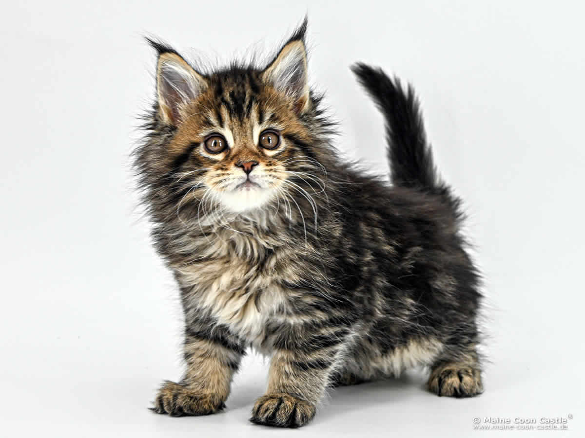 Maine Coon Kitten F4 Frieda 8 Wochen alt Maine Coon Kitten F4 Frieda 8 Wochen alt