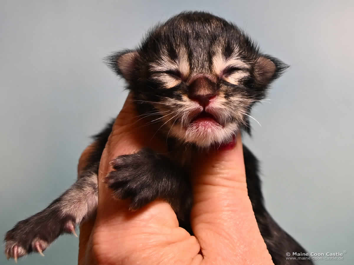 Maine Coon Kitten F4 Frodo, 1 Tag alt