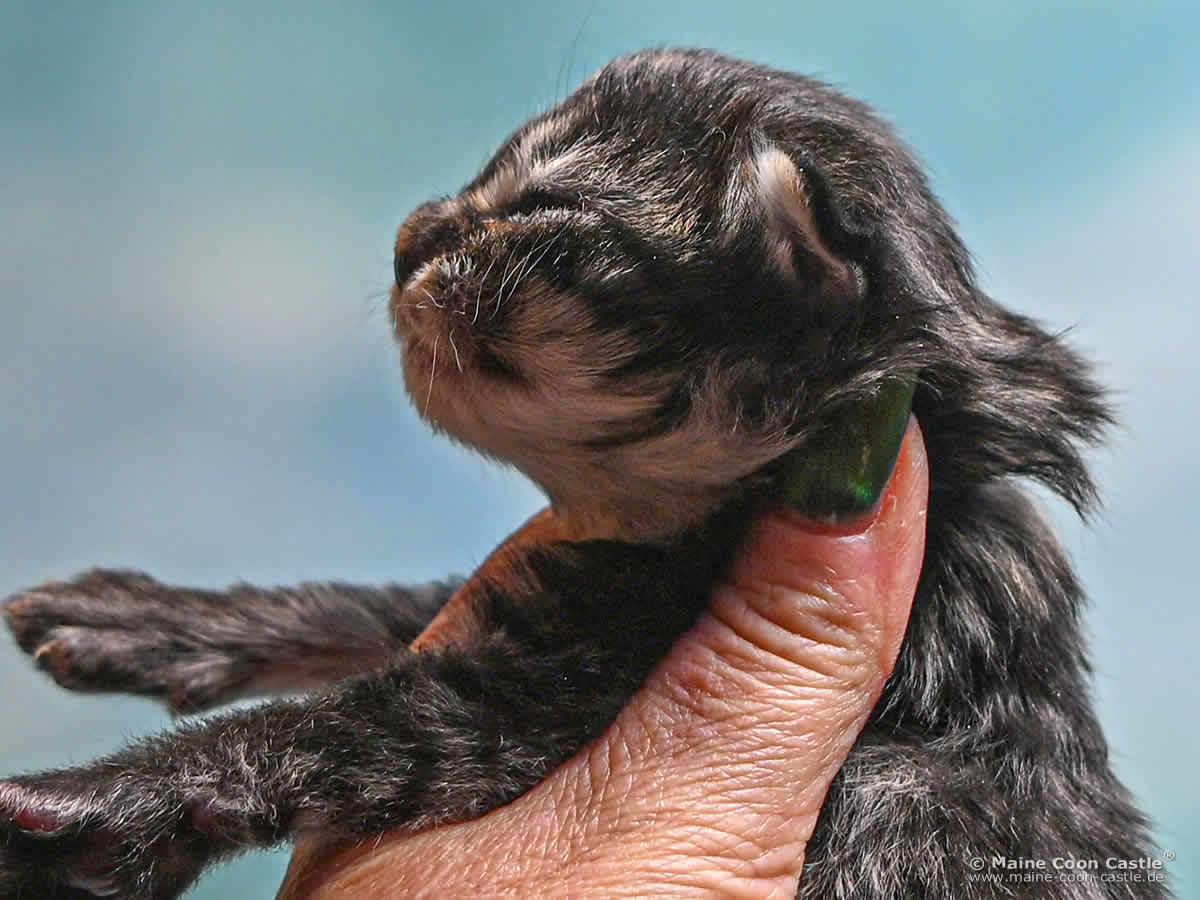F4 Frodo 1 Woche alt Maine Coon Kitten F4 Frodo 1 Woche alt
