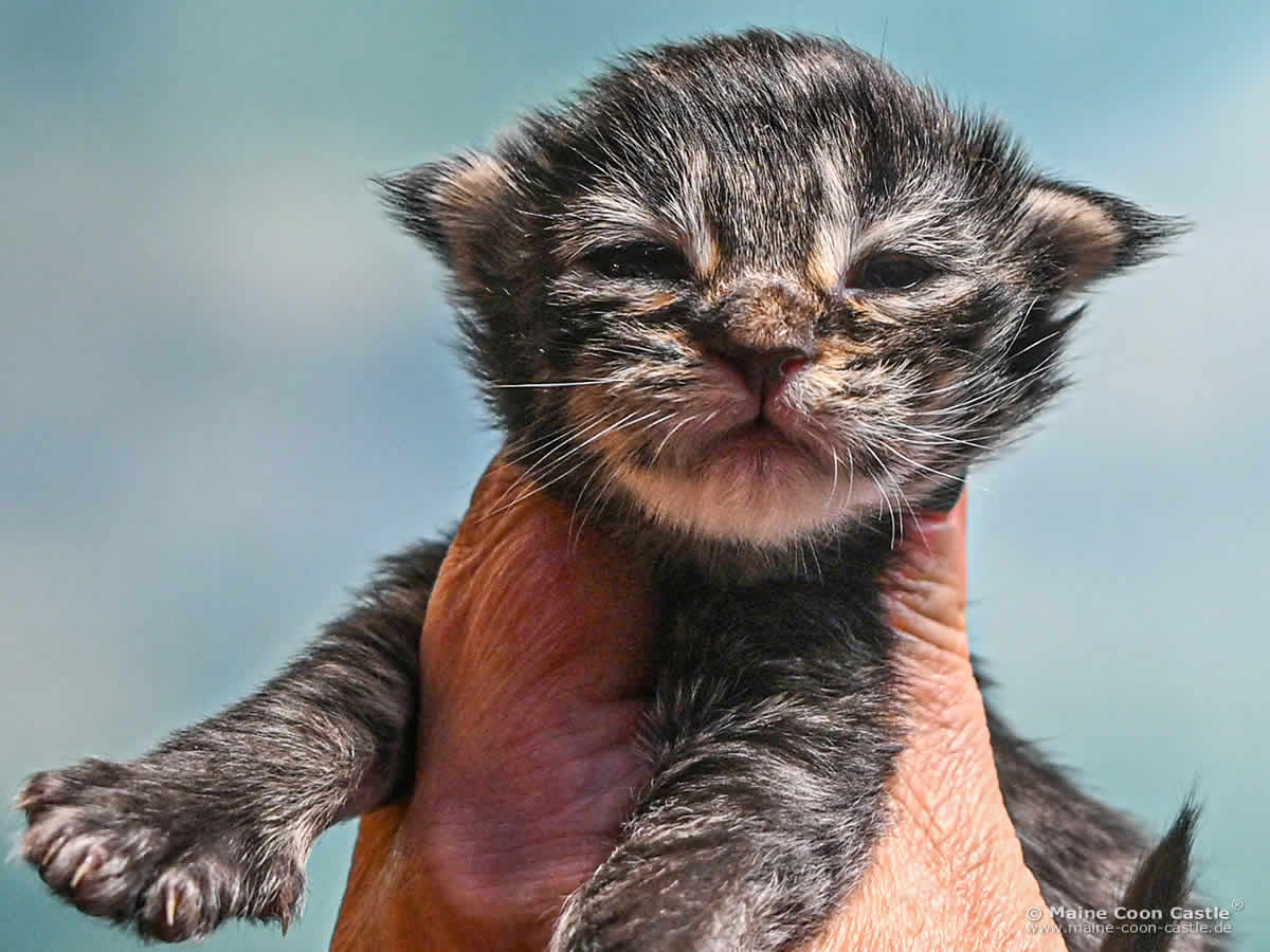F4 Frodo 1 Woche alt, 262 g Maine Coon Kitten F4 Frodo 1 Woche alt