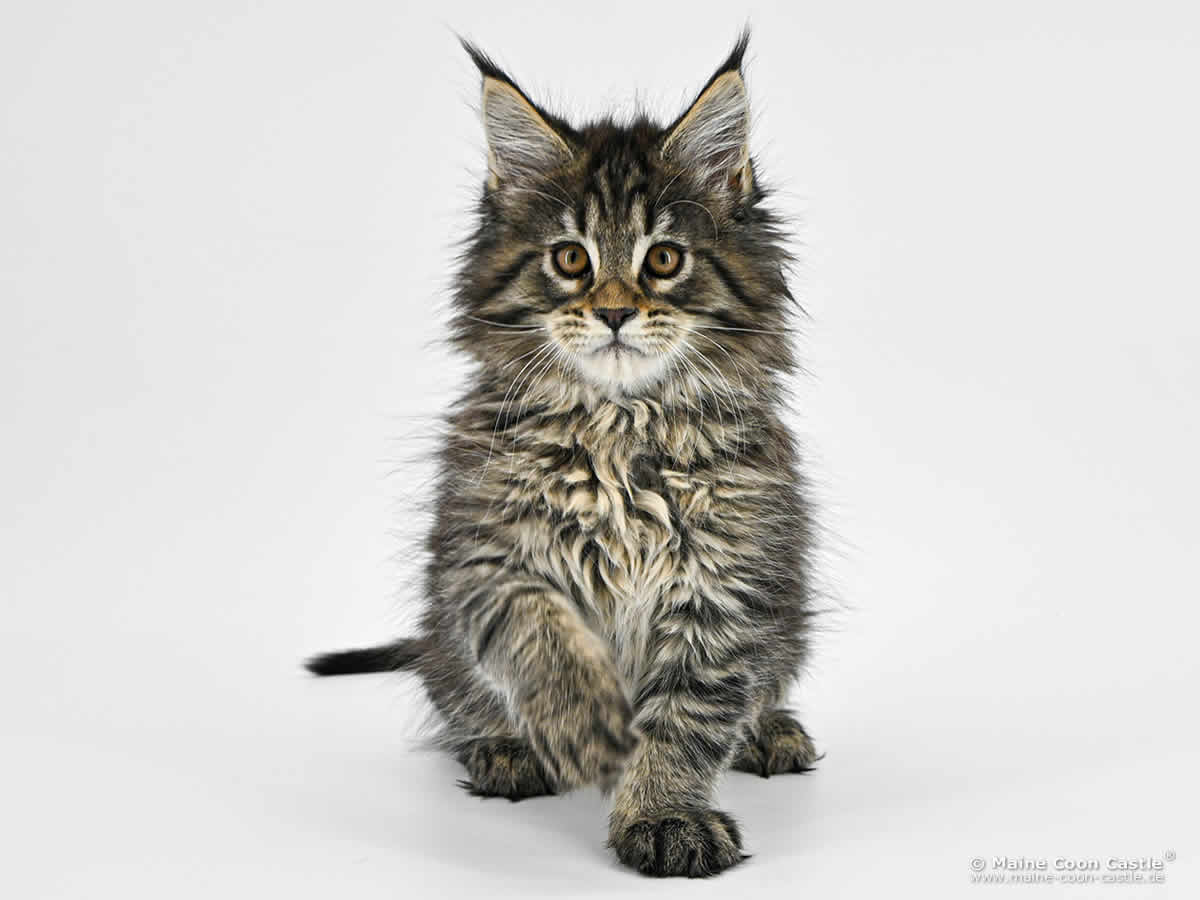 F4 Frodo of Maine Coon Castle F4 Frodo of Maine Coon Castle