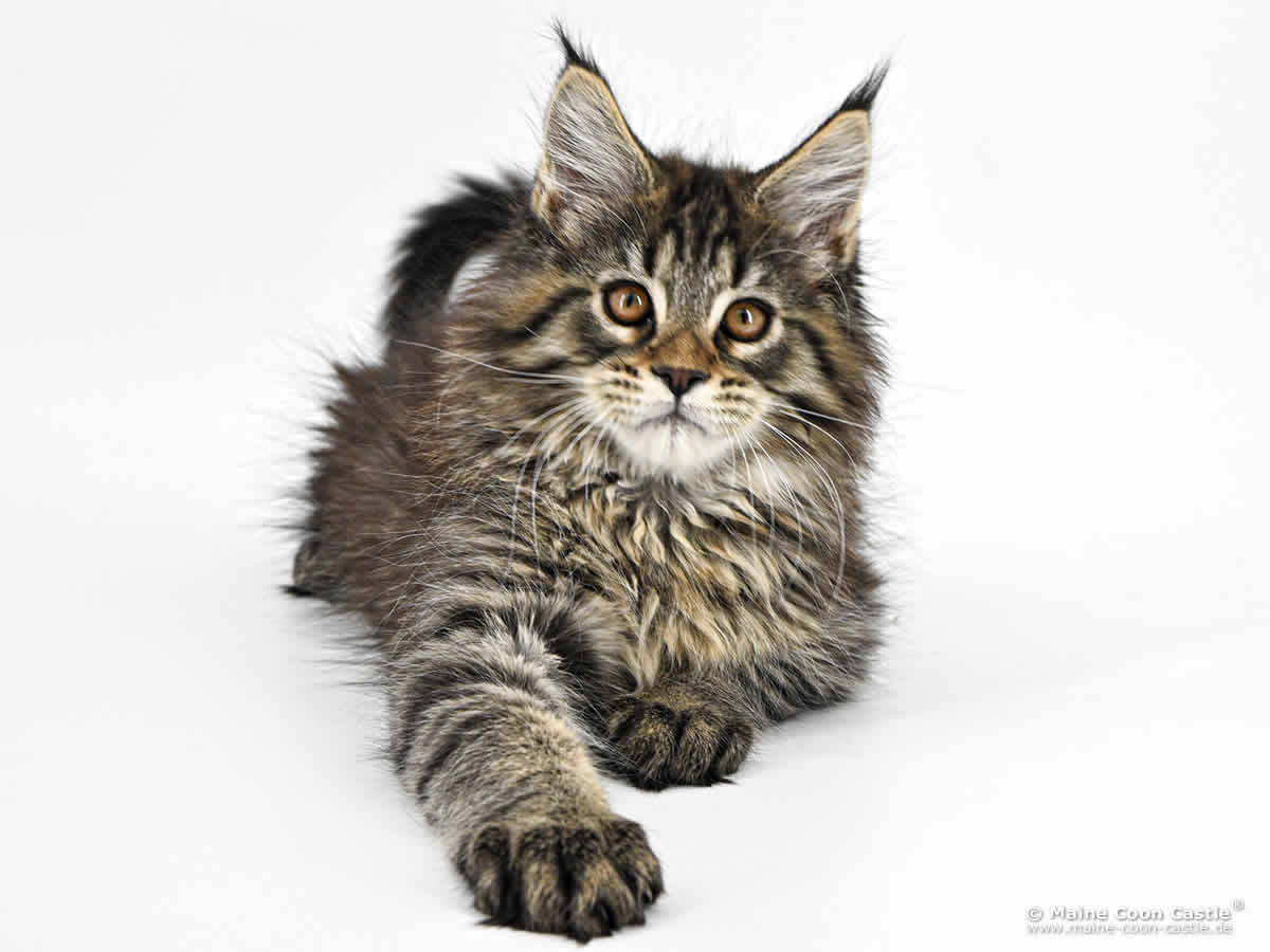 F4 Frodo 12 Wochen alt, 2435 g Maine Coon Kitten F4 Frodo 12 Wochen alt