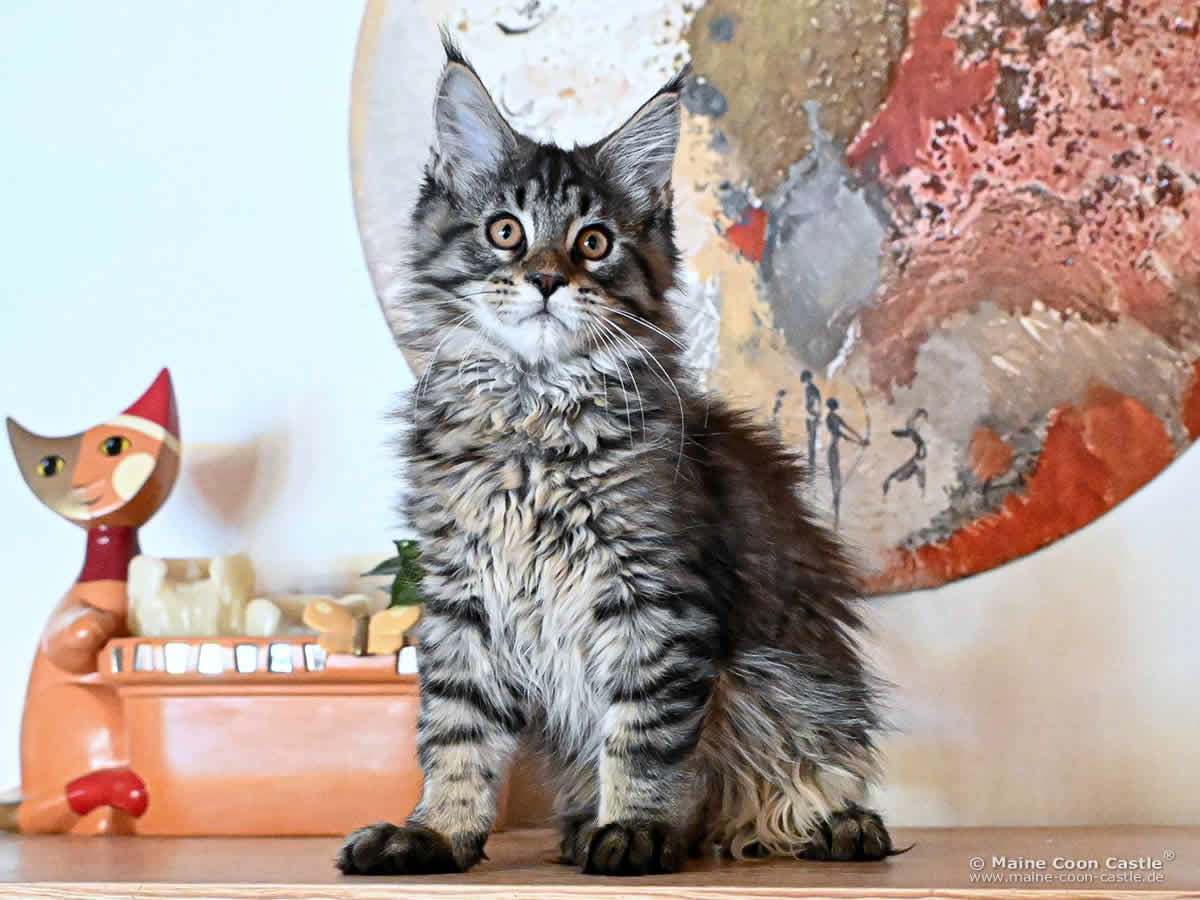 Maine Coon Kitten F4 Frodo 14 Wochen alt Maine Coon Kitten F4 Frodo 14 Wochen alt